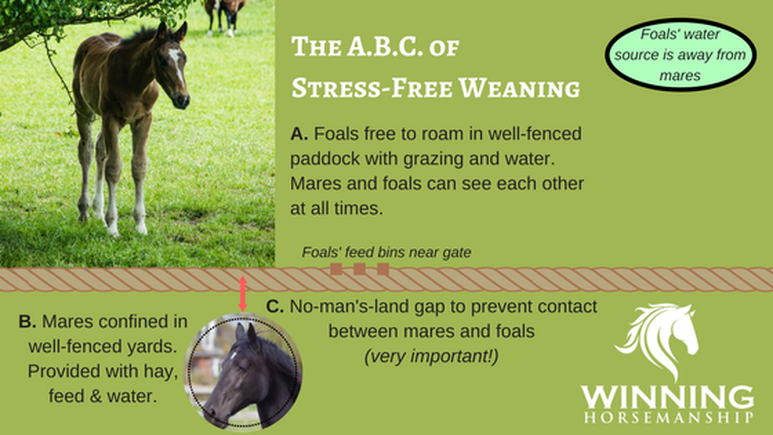 How to wean a foal suggestions and tips