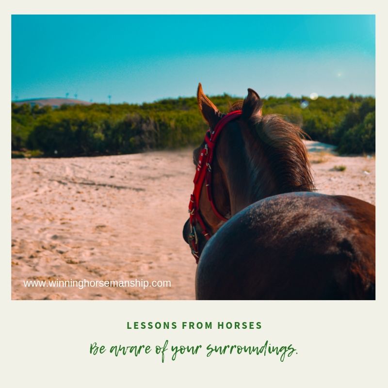 Lessons from horses: be aware of your surroundings. Joanne Verikios