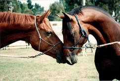 Gelding and stallion have a chat